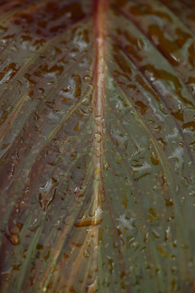 image plein cadre de feuilles colorées recouvertes de gouttes d'eau
  - Photo, image