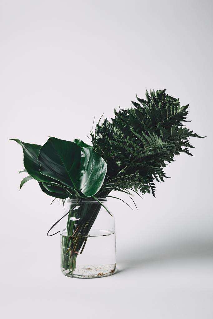 bouquet de diverses feuilles vertes dans un vase en verre sur blanc
 - Photo, image