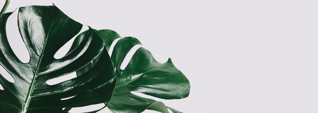 крупним планом знімок зеленого листя монстрів ізольовані на білому
 - Фото, зображення