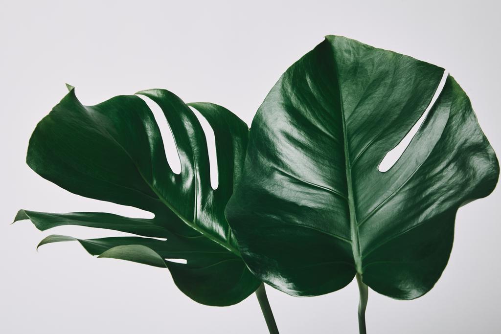 красиві зелені листя монстрів ізольовані на білому
 - Фото, зображення