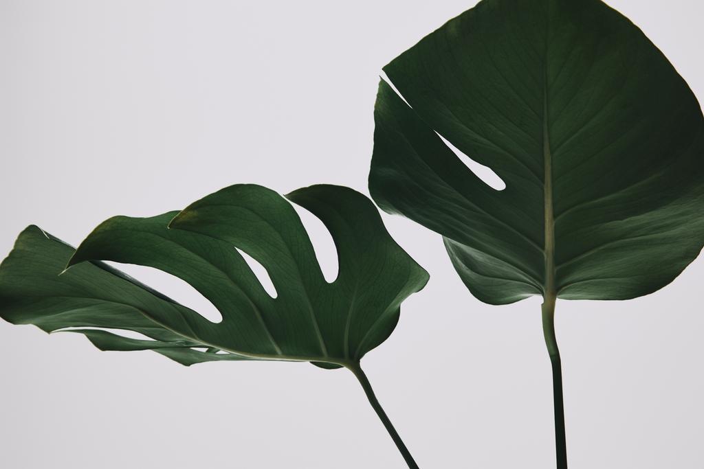hermosas hojas de monstera aisladas en blanco
 - Foto, imagen