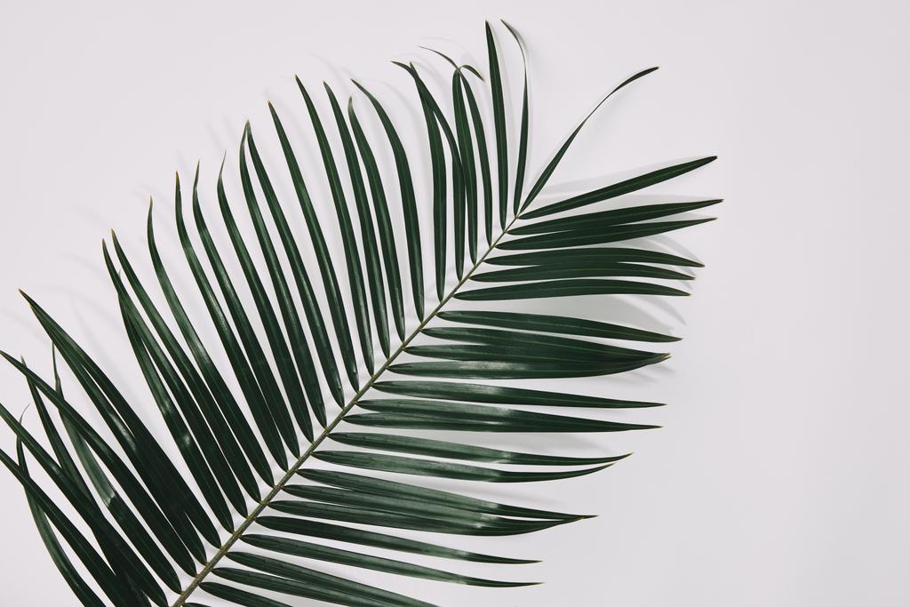 верхний вид пальмовой ветви на белую поверхность
 - Фото, изображение