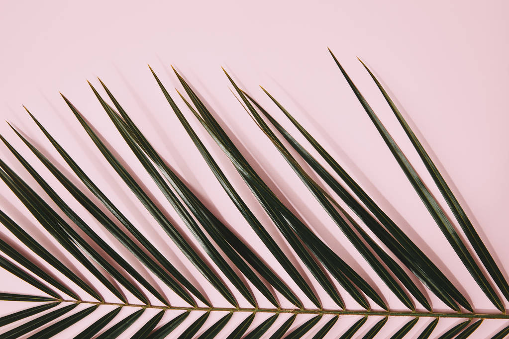 частичный вид пальмовой ветви на розовый
 - Фото, изображение