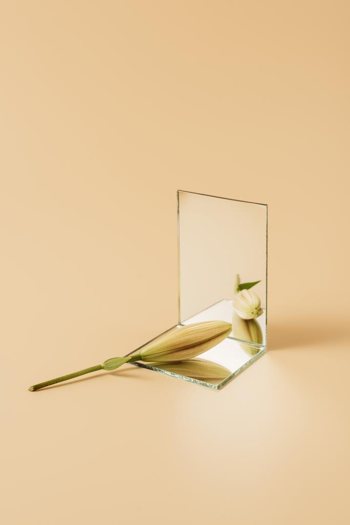 Knospe der Lilienblüte spiegelt sich im Spiegel auf beigem Tisch - Foto, Bild