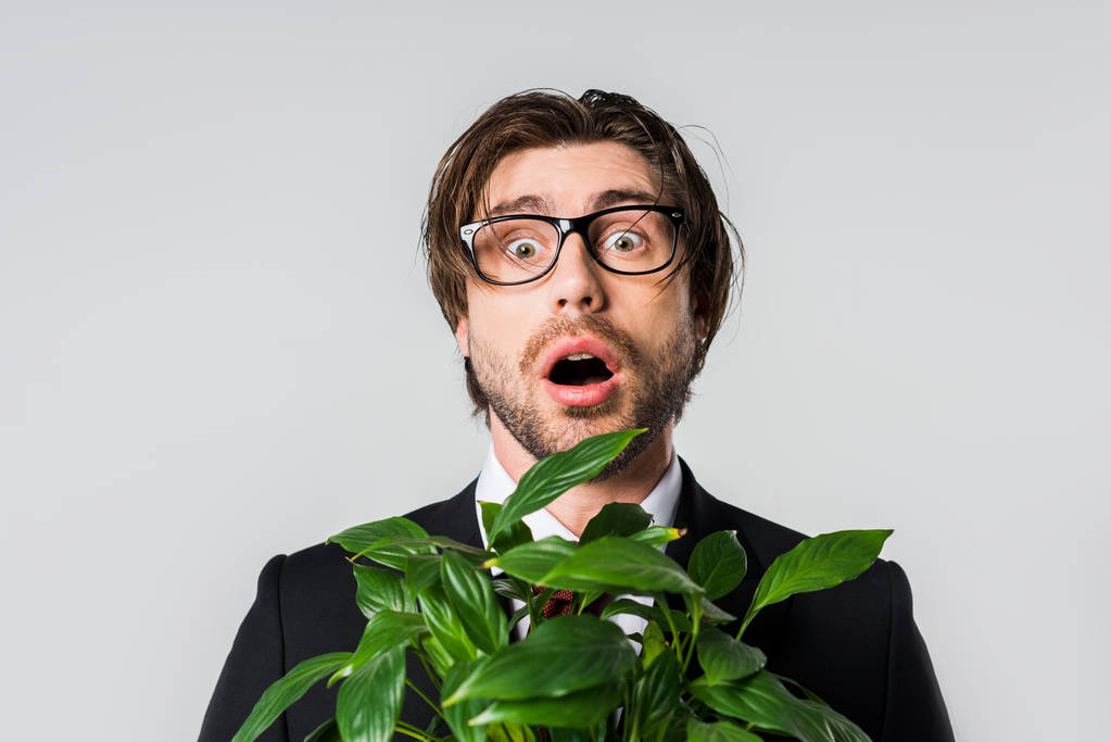 πορτρέτο του σοκαρισμένος επιχειρηματία σε κοστούμι και γυαλιά με πράσινο φυτό σε γλάστρα που απομονώνονται σε γκρι - Φωτογραφία, εικόνα