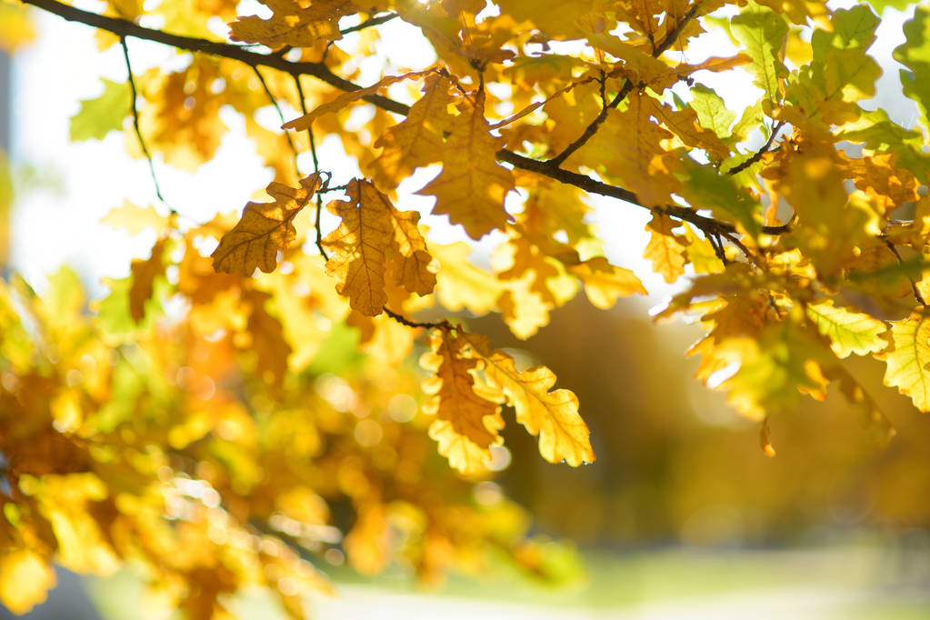 Gyönyörű arany tölgyfa levelek egy faágon fényes őszi napon - Fotó, kép
