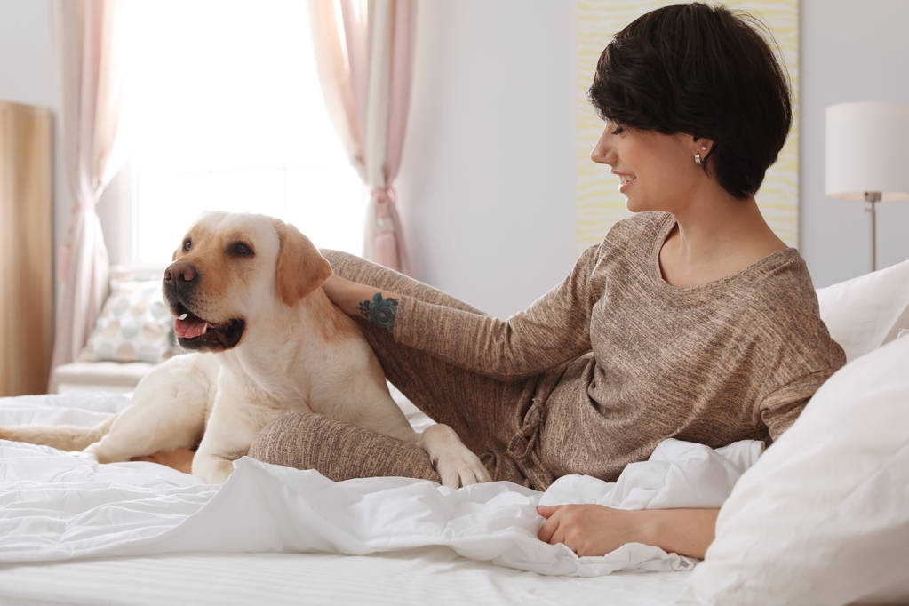 Adorable labrador amarillo recuperador con propietario en cama interior
 - Foto, imagen