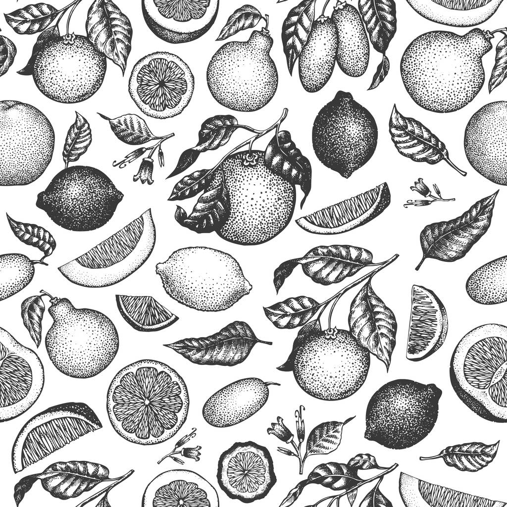 Zitrusfrüchte nahtlose Muster. handgezeichnete Vektorfrucht-Illustration. Gravurstil. Zitrusfrüchte. - Vektor, Bild