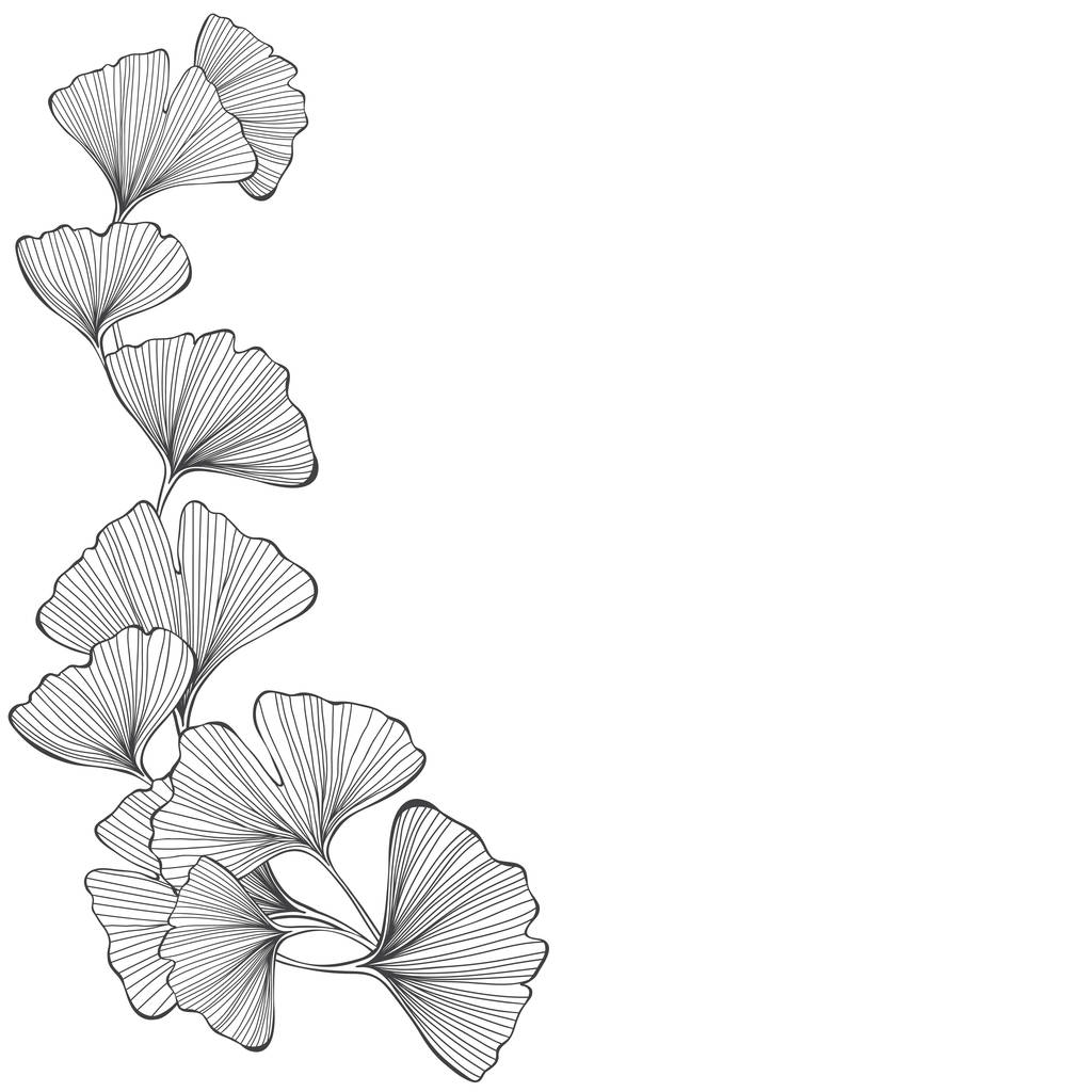 Floraler Hintergrund mit Ginkgo biloba auf weißem Hintergrund. Vektorillustration - Vektor, Bild