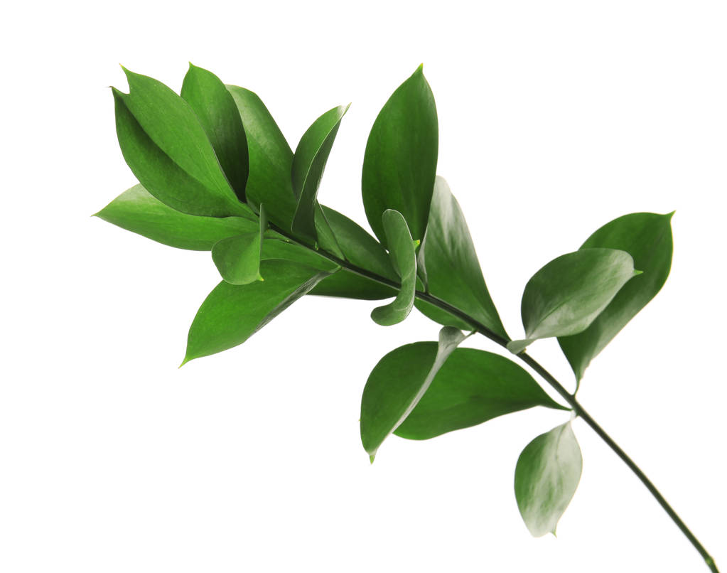 Ramo con foglie di Ruscus verde fresco su sfondo bianco
 - Foto, immagini