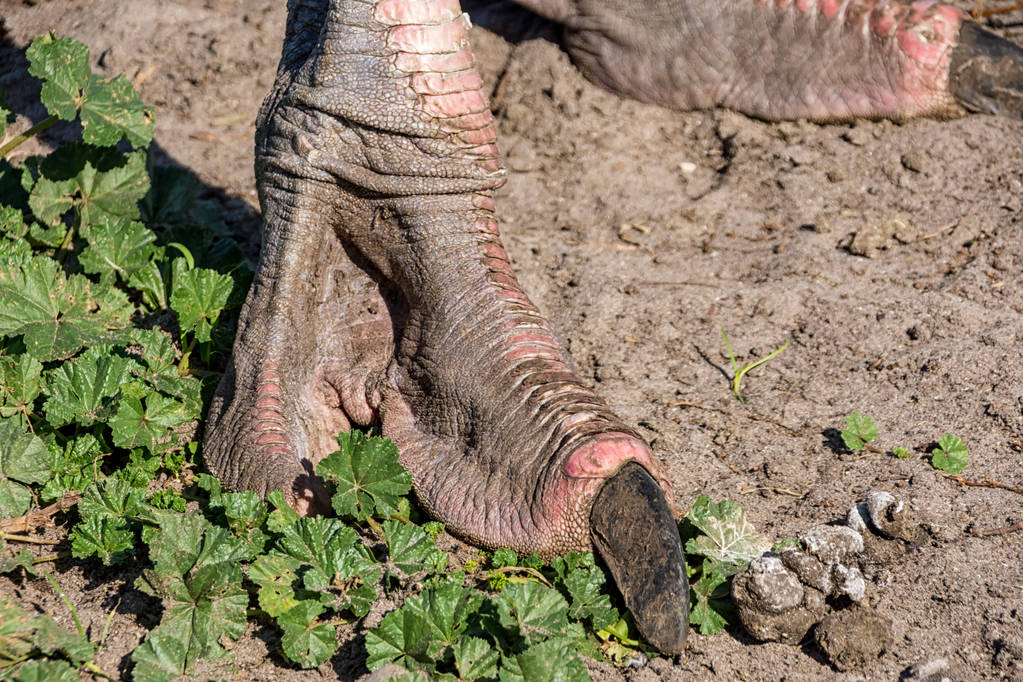 close up de pés de avestruz em pé no chão
 - Foto, Imagem