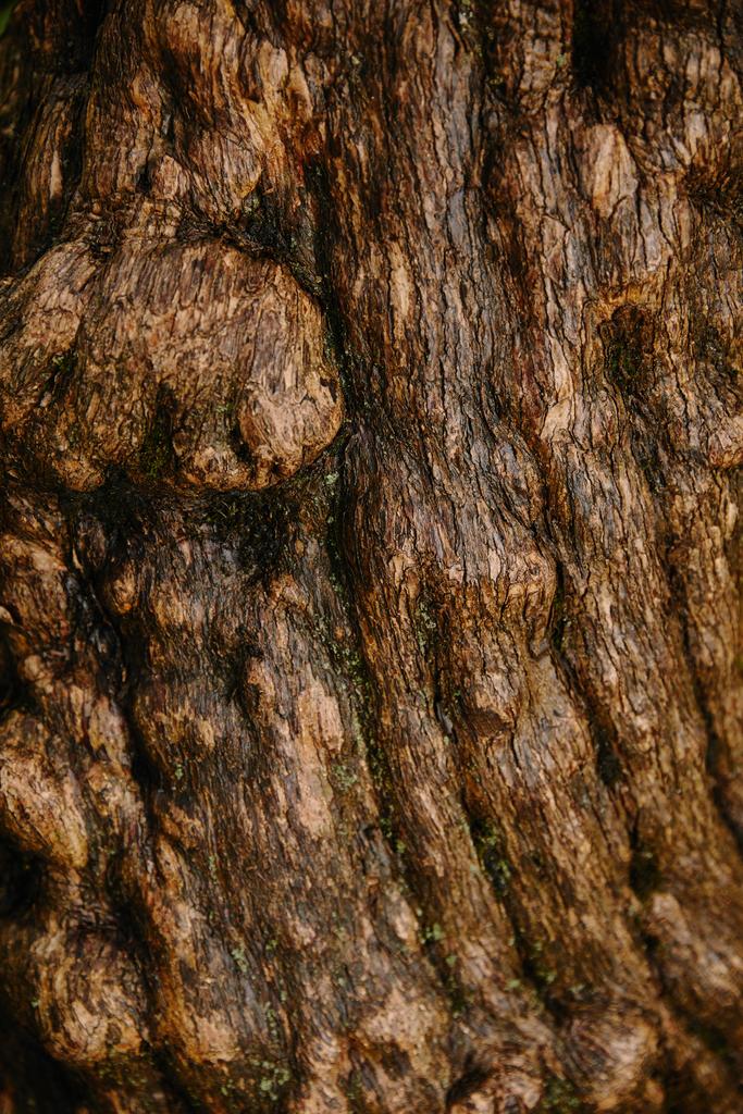 gros plan de vieux écorce de chêne brun
 - Photo, image