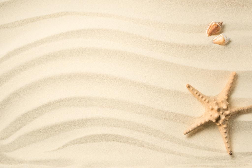 pohled shora uspořádány mušle a sea star na písčitém povrchu - Fotografie, Obrázek