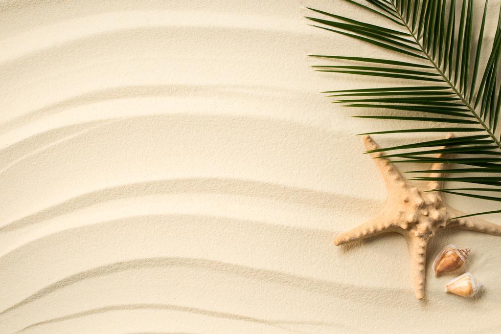 Draufsicht auf arrangiertes Palmblatt, Muscheln und Seestern auf sandiger Oberfläche - Foto, Bild