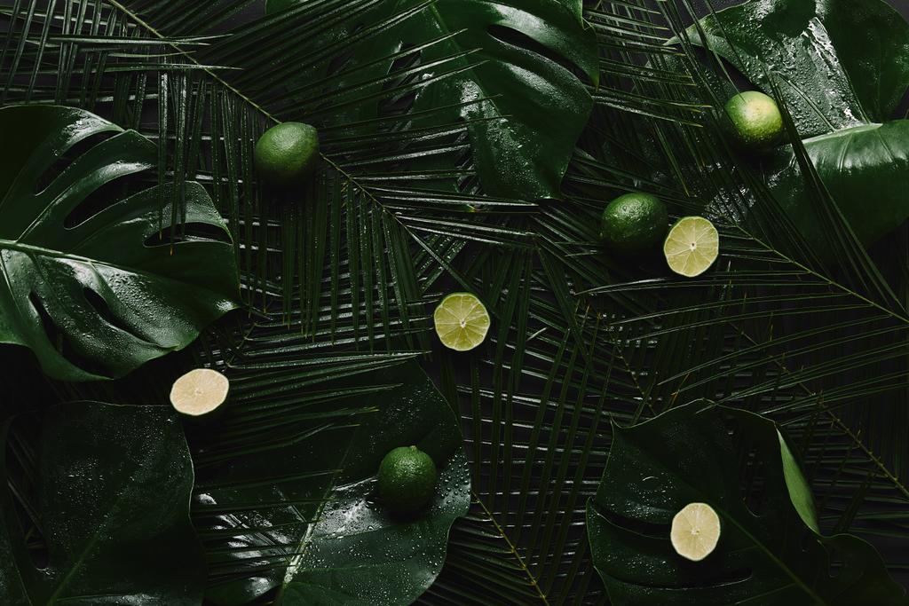 вид сверху на свежие лаймы и красивые зеленые влажные тропические листья
 - Фото, изображение