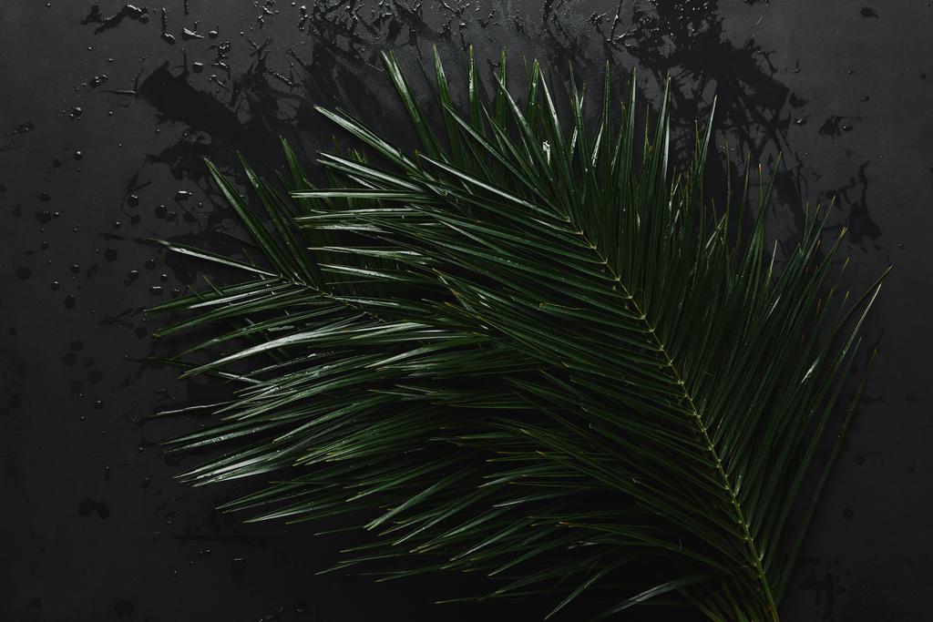 верхний вид красивых зеленых влажных пальмовых листьев на черном
  - Фото, изображение
