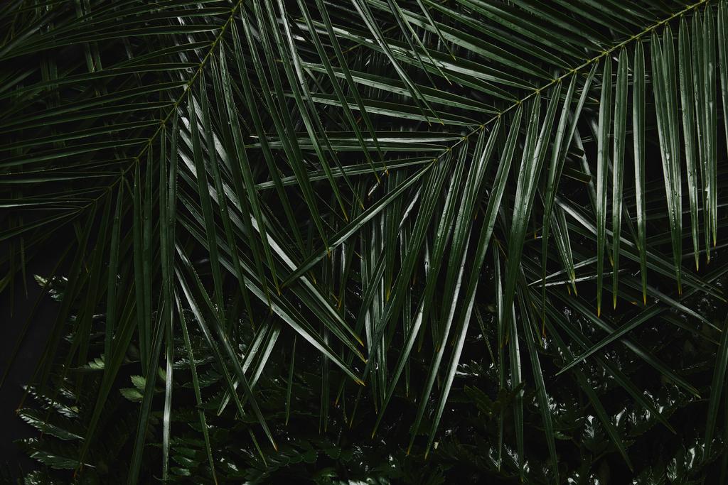 vista close-up de belas folhas de palma verde molhado e samambaia
 - Foto, Imagem