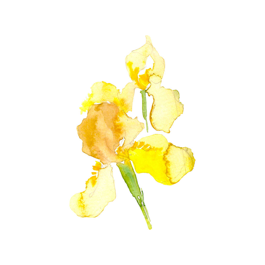 Fiore giallo iris acquerello. Illustrazione disegnata a mano in stile schizzo per biglietti di auguri, inviti e altri progetti di stampa
. - Foto, immagini