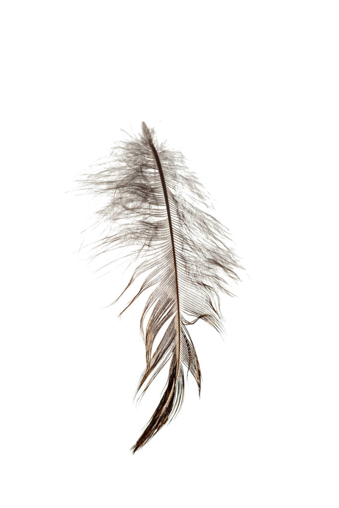 plume d'oiseau isolé sur fond blanc - Photo, image