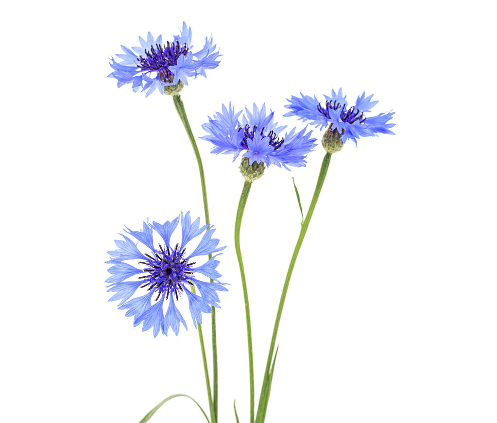 Синий цветок василька или бакалавр цветок кнопку изолированы на белом фоне
 - Фото, изображение