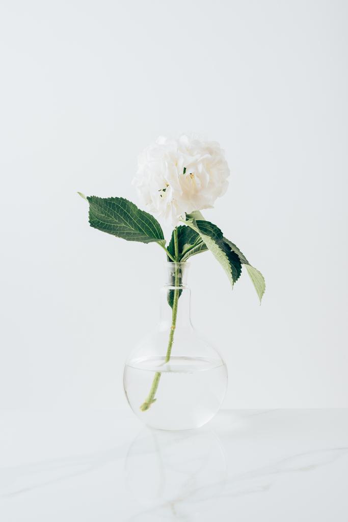 ガラス製の花瓶に白いアジサイの咲く白花 - 写真・画像