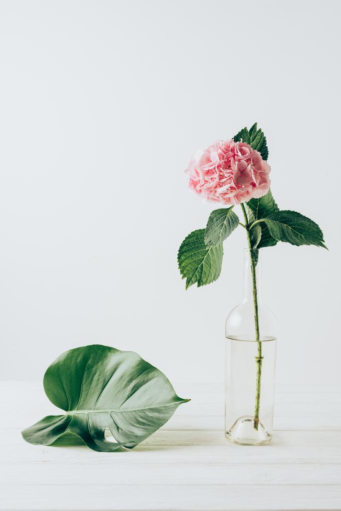 розовый цветок гортензии в вазе и зеленый лист монстры рядом, на белом
 - Фото, изображение