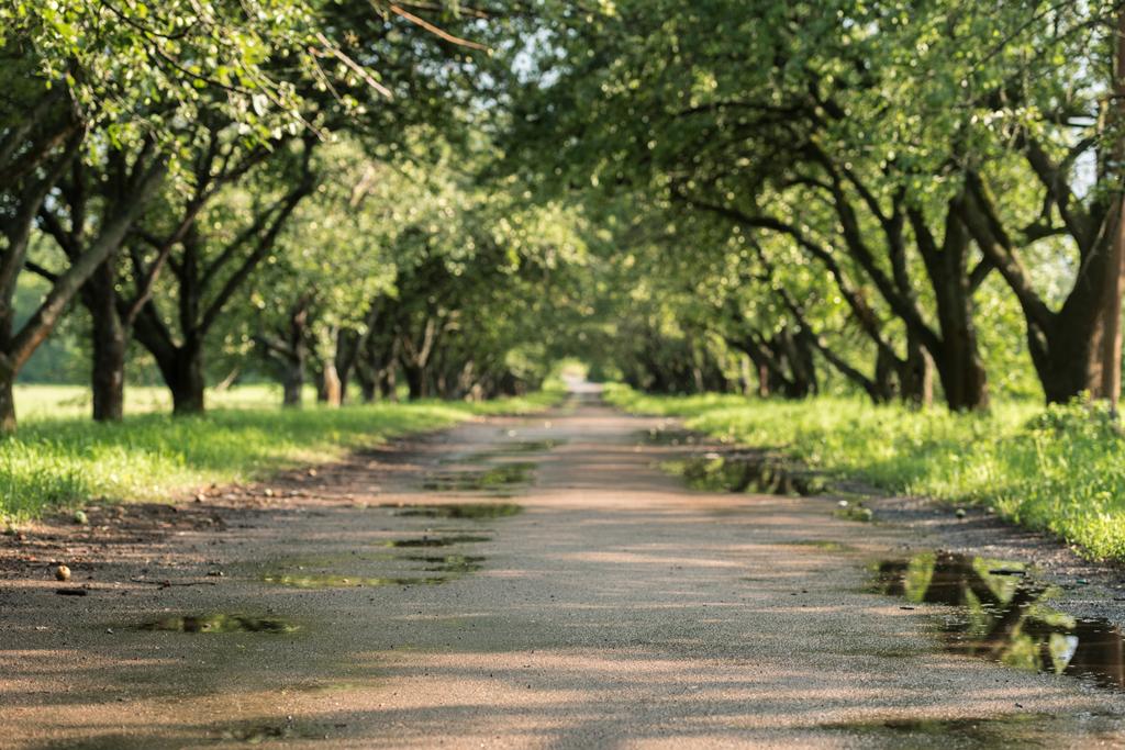 camino de asfalto en el jardín con árboles verdes
 - Foto, imagen