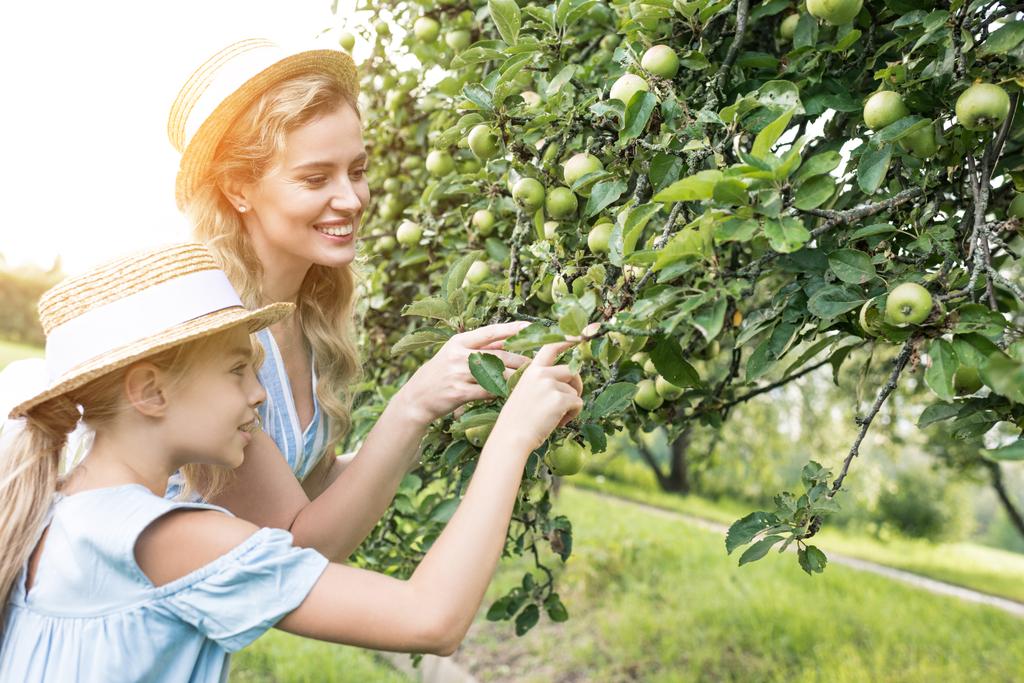 attractive mother and adorable daughter picking apples in garden with sunlight - Photo, Image