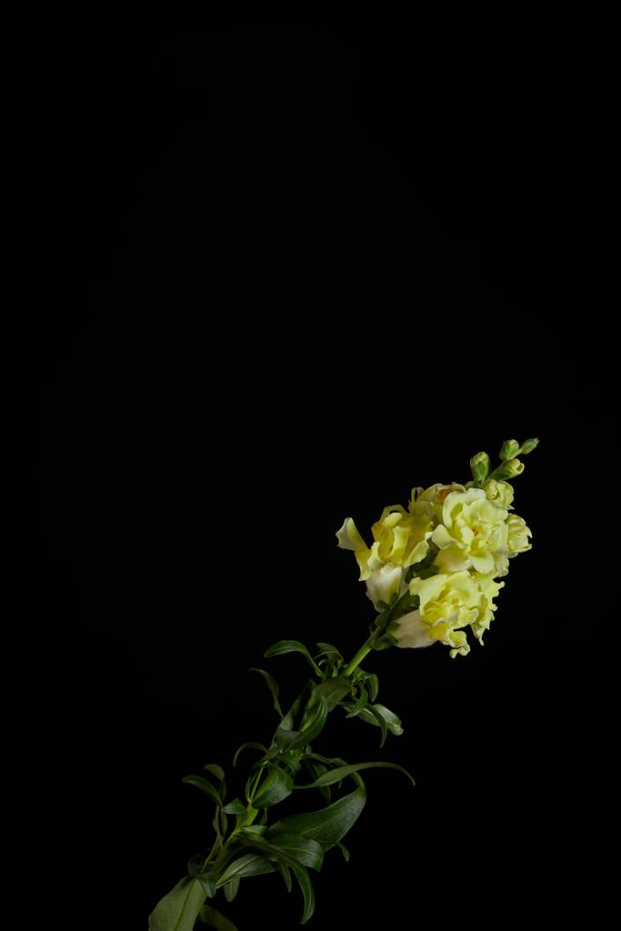 schöne gelbe Blüten mit Knospen auf grünem Stamm mit Blättern auf schwarzem isoliert    - Foto, Bild