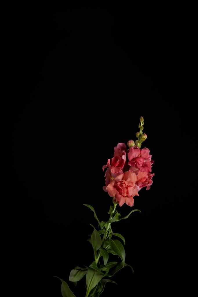 красивий декоративний квітучий рожевий гладіолус з бутонами ізольовані на чорному
 - Фото, зображення