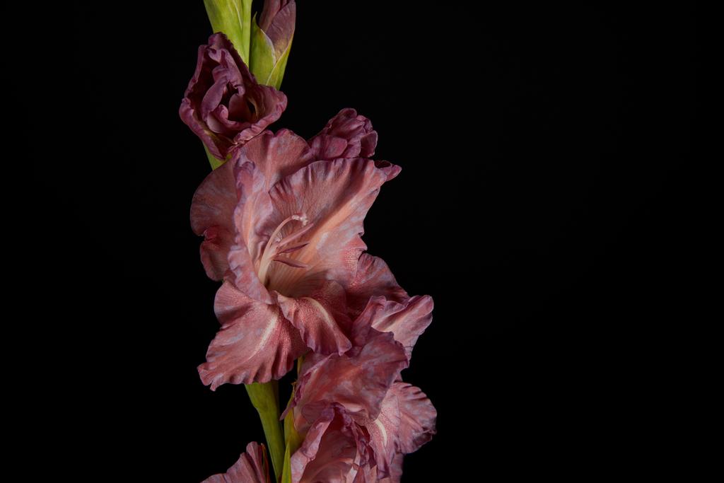 vue rapprochée du magnifique gladiole violet frais isolé sur fond noir
 - Photo, image