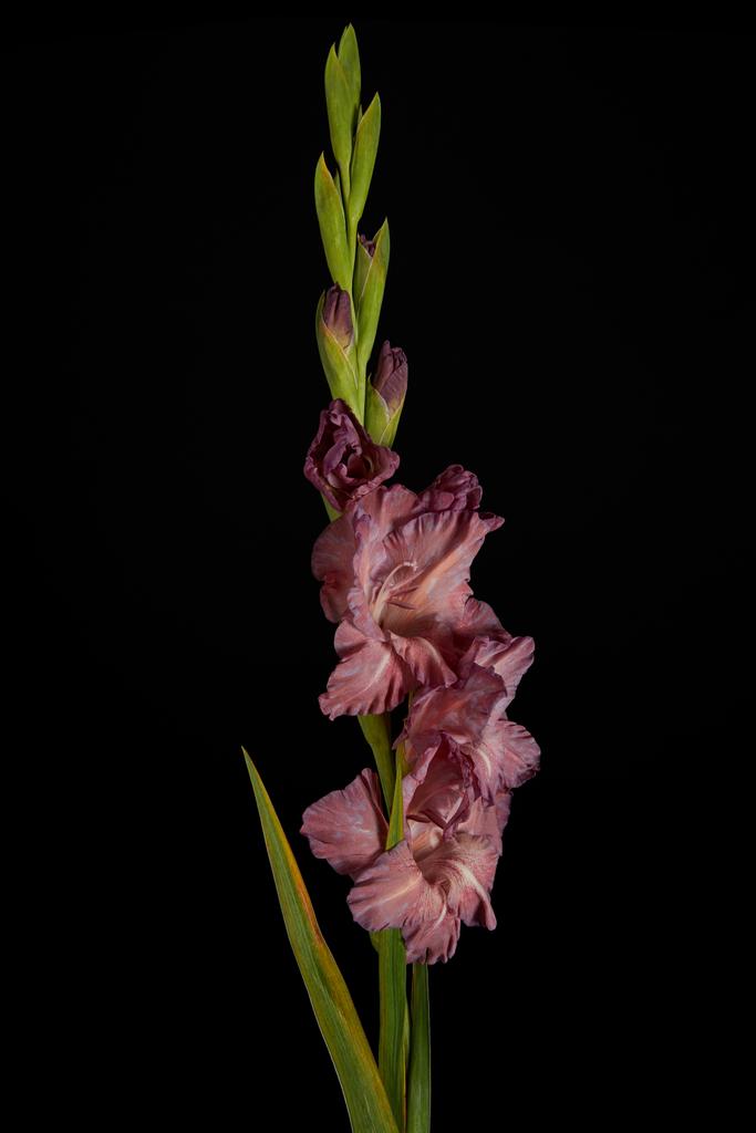 beautiful fresh violet gladiolus flowers and buds isolated on black - Photo, Image
