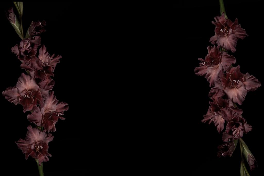 belas flores gladioli roxo escuro com botões isolados no fundo preto
 - Foto, Imagem