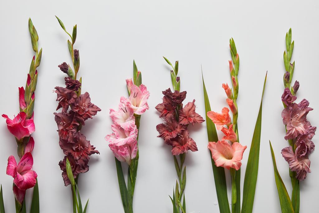 bellissimi fiori di gladioli rosa e viola su sfondo grigio
  - Foto, immagini