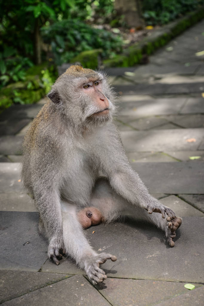 Portrait monkey in Sacred Monkey Forest Sanctuary Ubud Bali Indonesia. - Photo, Image