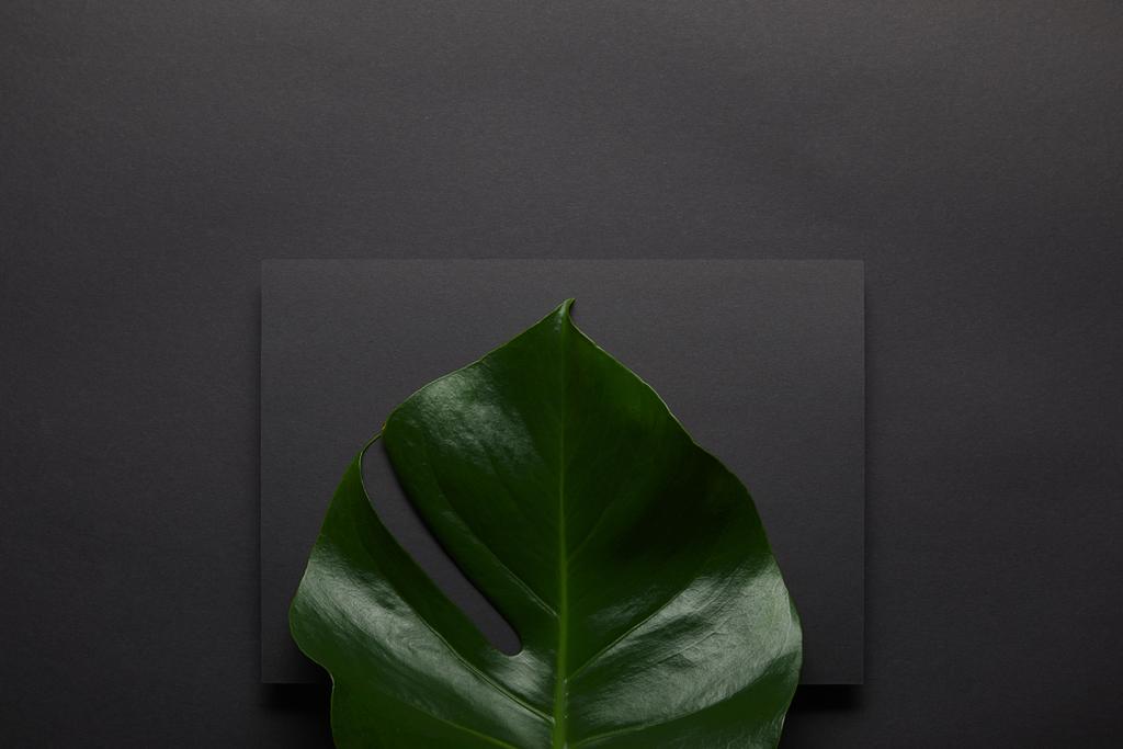 Monstera leaf over black notebook on black background - Photo, Image