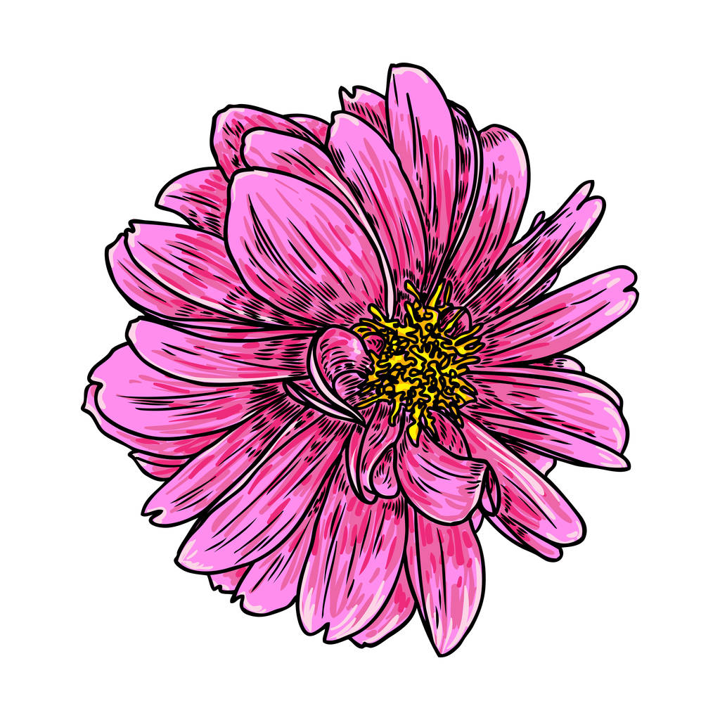 Dahlia flower. Botanical black and color ink vintage illustration. Summer design elements. Related species include the daisy, chrysanthemum, and zinnia. Floral head. Vector. - Vector, Image