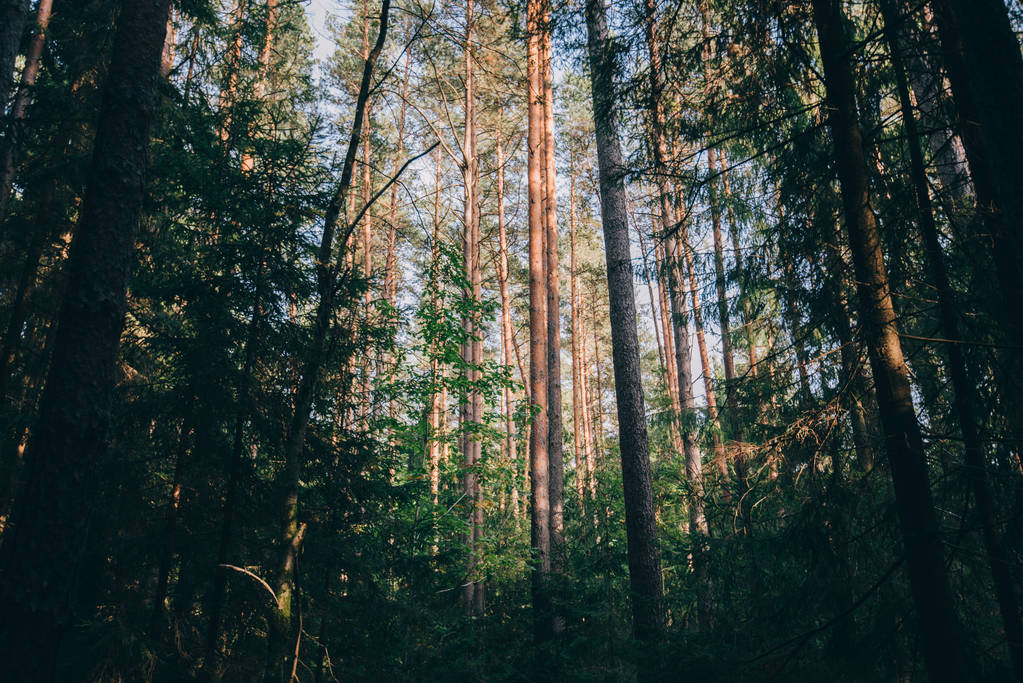 Jasne promienie światła wpadające przez las w wcześnie rano. Jesiennej scenerii lasu z ciepłe światło oświetlające liści i chodnik. Piękny las świerkowy. Wiele drzew zielony świerk - Zdjęcie, obraz