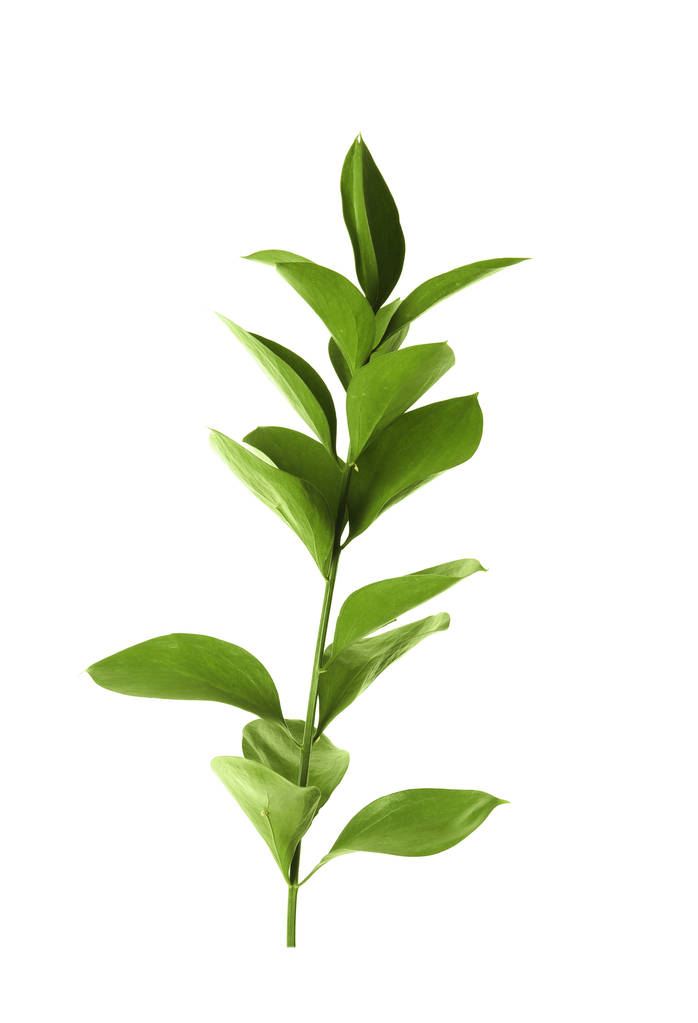 Větev s čerstvé zelené listy Ruscus na bílém pozadí - Fotografie, Obrázek