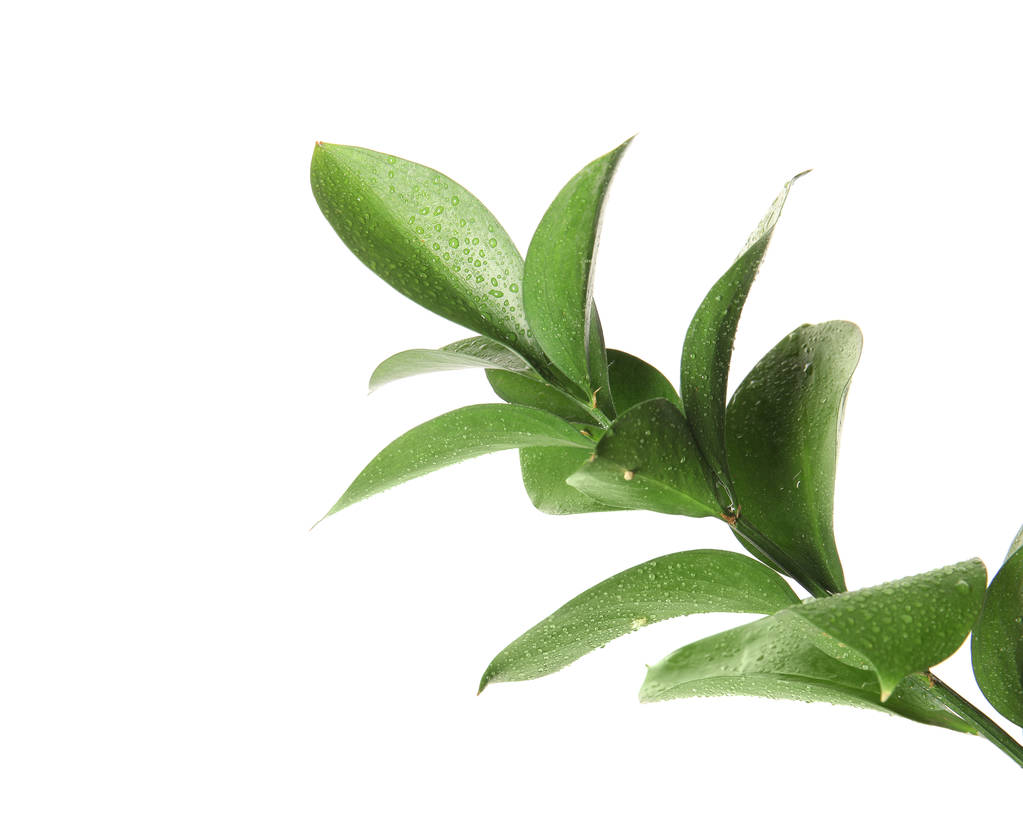 Відділення з свіжих зелених листя Ruscus на білому тлі - Фото, зображення