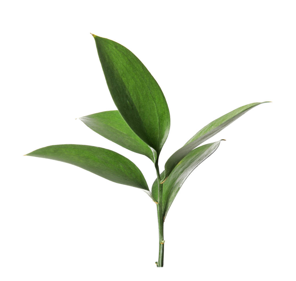 Roskuszweig mit frischen grünen Blättern auf weißem Hintergrund - Foto, Bild