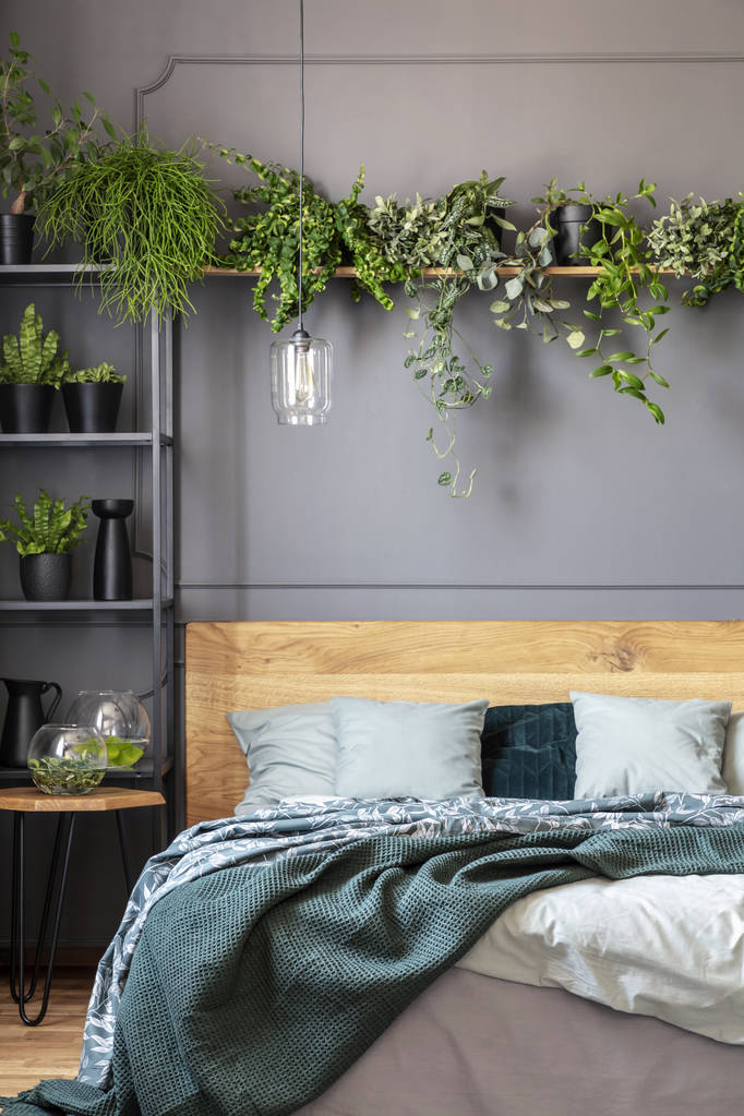 Rostliny nad dřevěnou postel s zelená deka v interiéru šedou ložnice s lampou. Reálné Foto - Fotografie, Obrázek