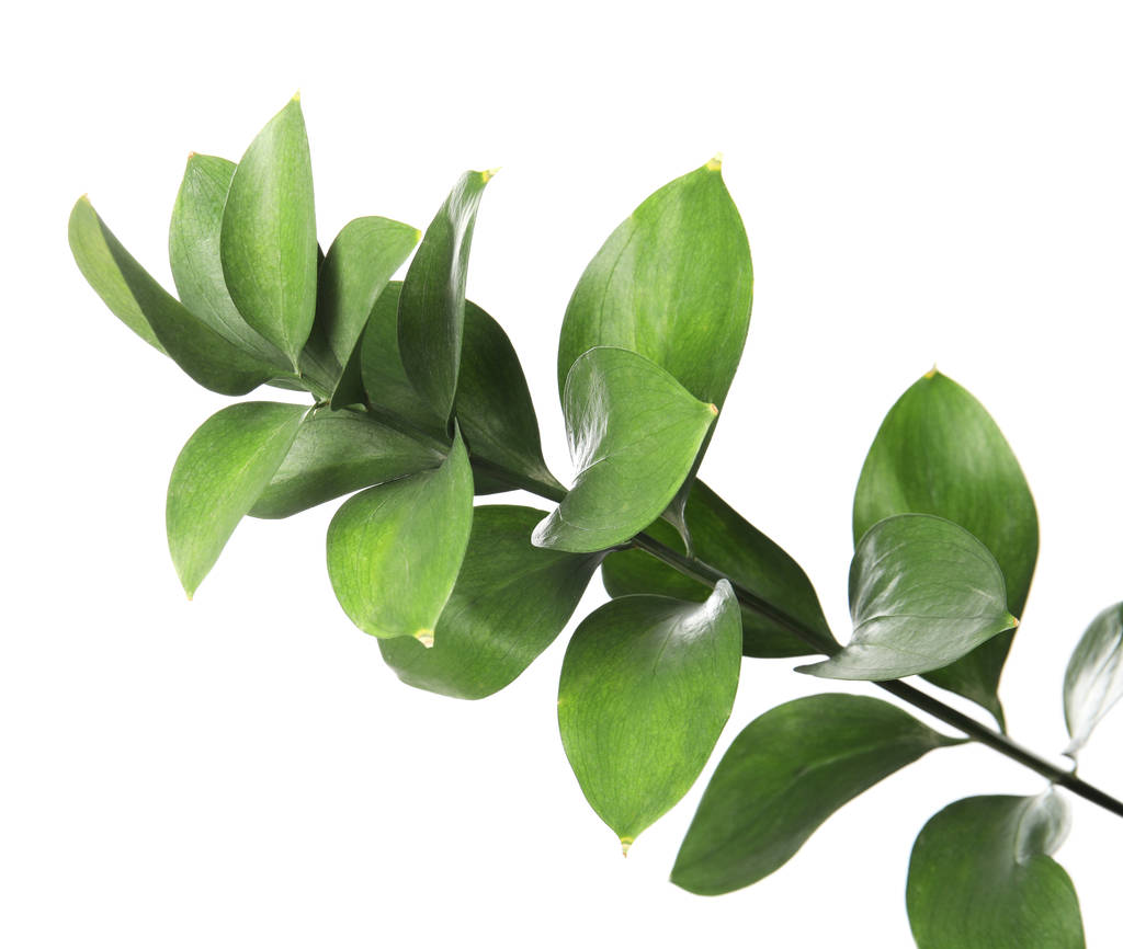 Rama Ruscus con hojas verdes frescas sobre fondo blanco
 - Foto, imagen