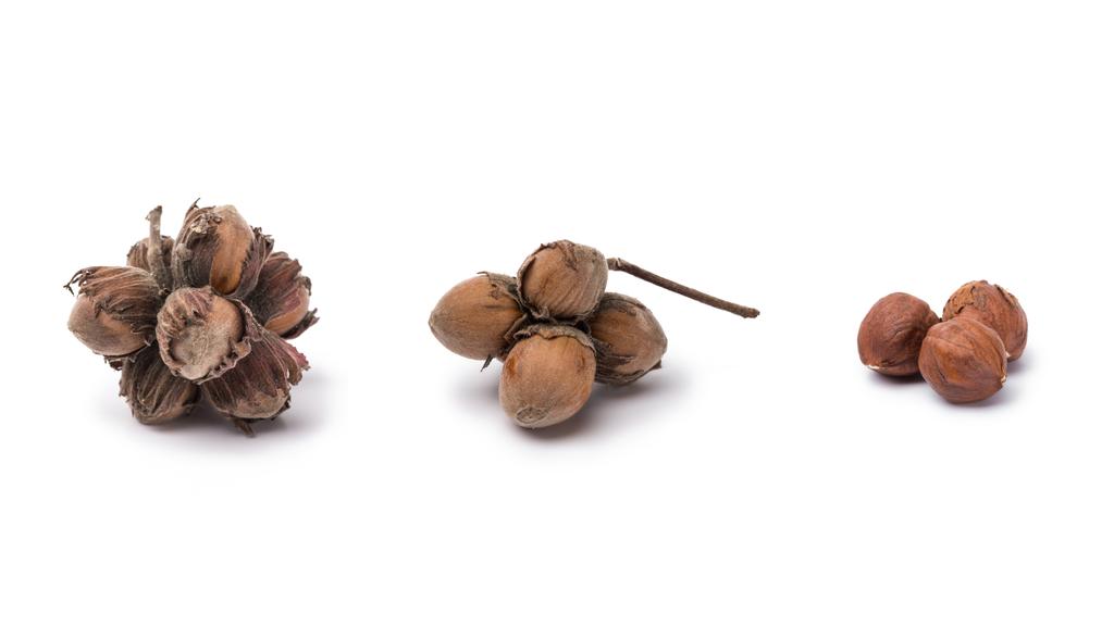 hazelnuts with and without nutshells isolated on white background - Photo, Image