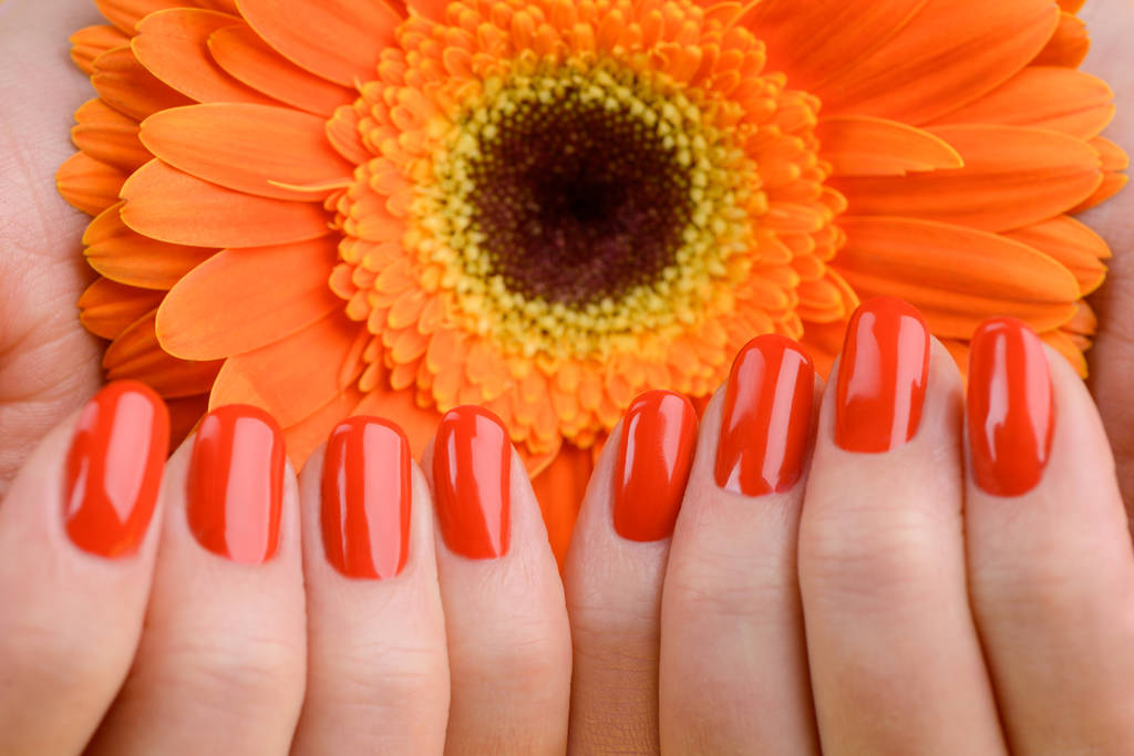 Rode nagels en oranje gerbera - Foto, afbeelding