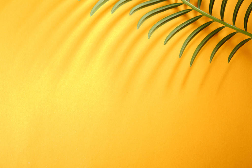 Tropická žluté pozadí s stíny - Fotografie, Obrázek