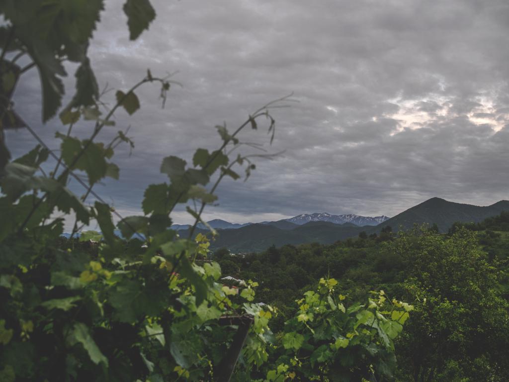 hermosas hojas verdes de viñedo y cielo tormentoso por encima de las montañas en Georgia
 - Foto, Imagen