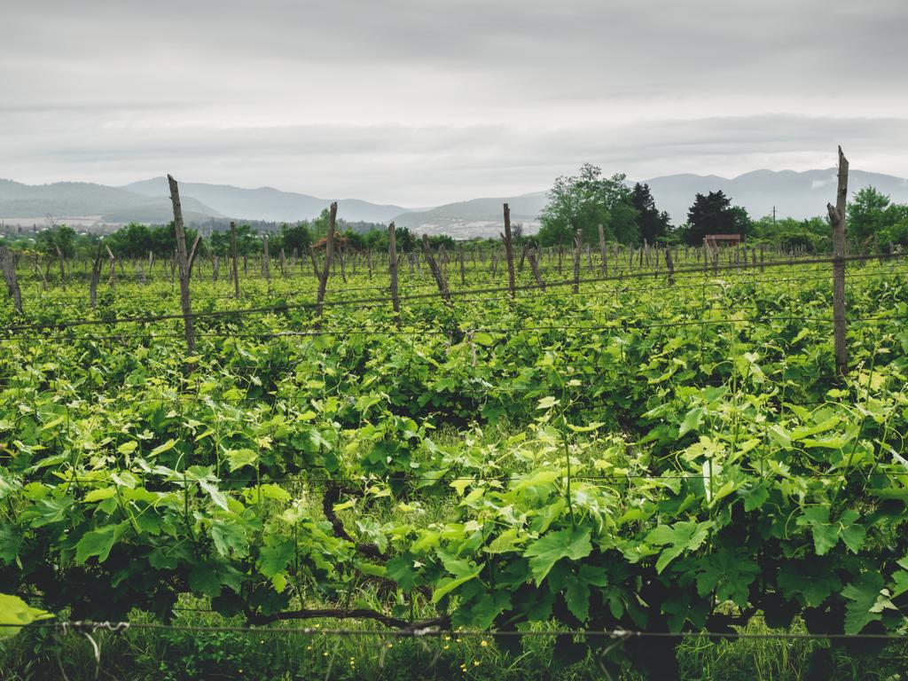 красивий зелений виноградник з горами на фоні Грузії
  - Фото, зображення