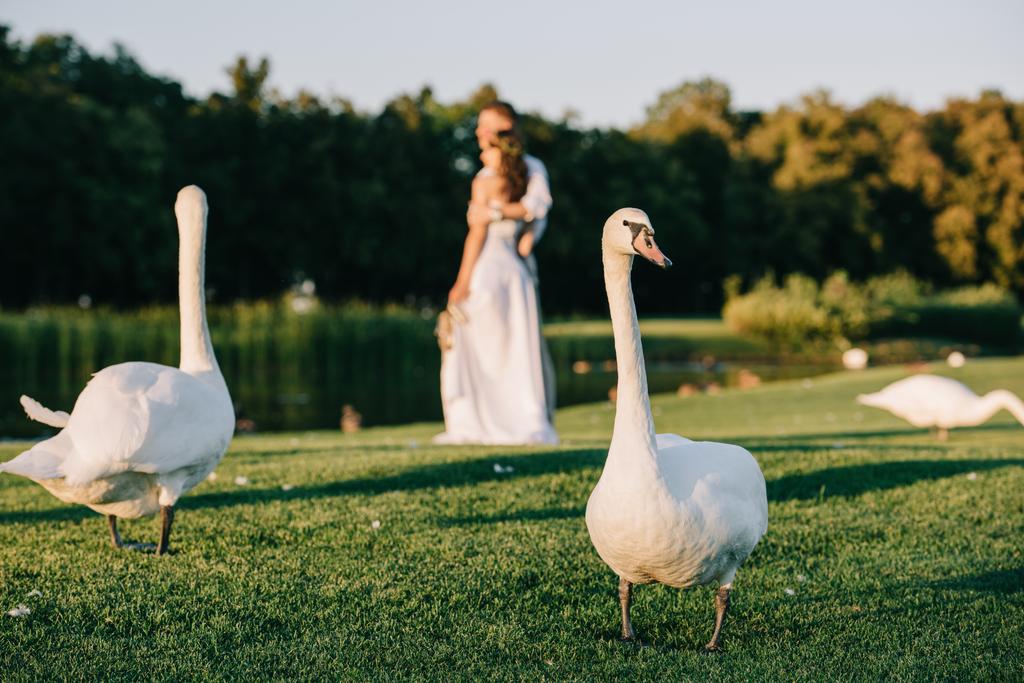 close-up view of beautiful swans on green grass and young wedding couple standing behind near lake - Photo, Image