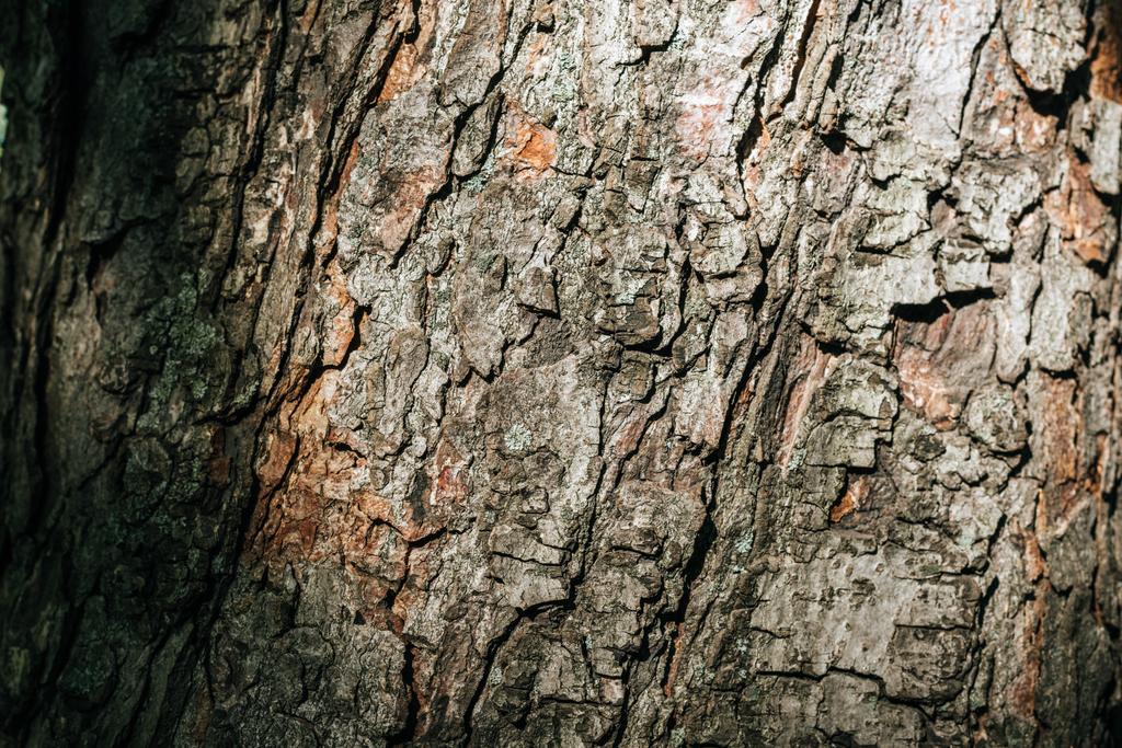 Detailní pohled starých šedé pozadí kůra stromu  - Fotografie, Obrázek